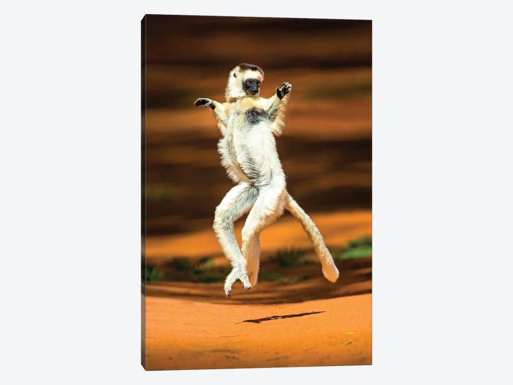 View of jumping verreaux's sifaka, Madagascar by Panoramic Images 1-piece Art Print