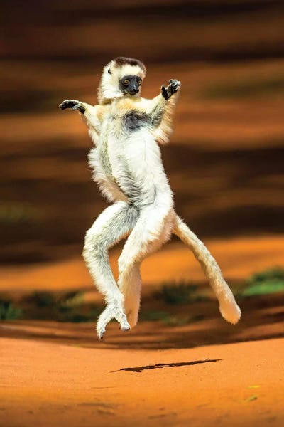 Lemurs: View of jumping verreaux's sifaka, Madagascar by Panoramic Images