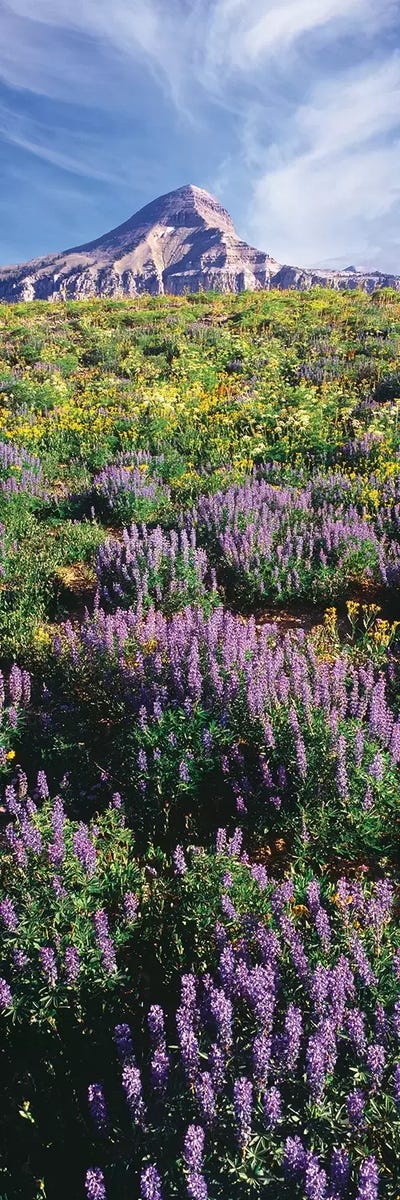 Lupine Flowers Along The Teton Crest Trail Near Fossil Mountain, Jedediah Smith Wilderness, Caribou-Targhee National Forest by Panoramic Images canvas print