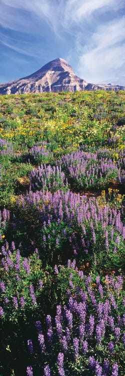 Lupine Flowers Along The Teton Crest Trail Near Fossil Mountain, Jedediah Smith Wilderness, Caribou-Targhee National Forest