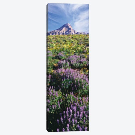 Lupine Flowers Along The Teton Crest Trail Near Fossil Mountain, Jedediah Smith Wilderness, Caribou-Targhee National Forest Canvas Print #PIM15838} by Panoramic Images Art Print