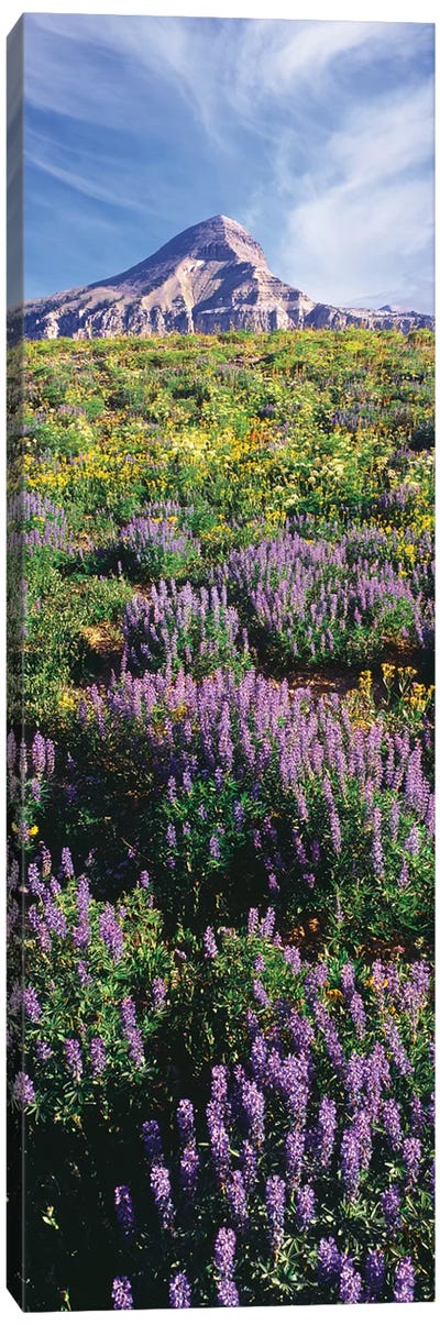 Lupine Flowers Along The Teton Crest Trail Near Fossil Mountain, Jedediah Smith Wilderness, Caribou-Targhee National Forest Canvas Art Print - Wyoming Art