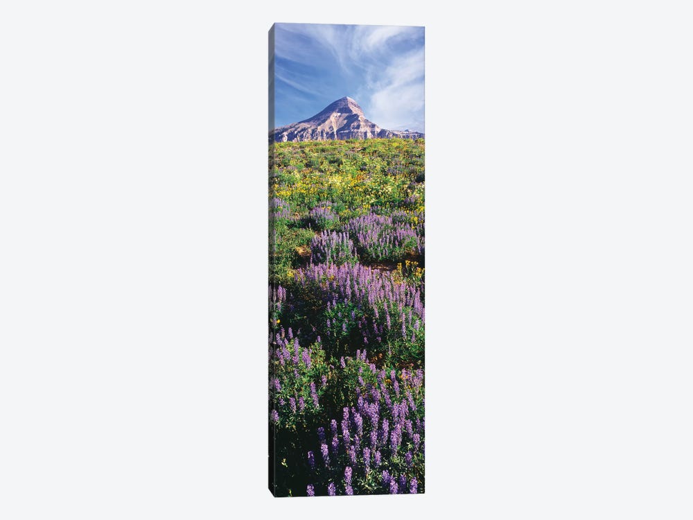Lupine Flowers Along The Teton Crest Trail Near Fossil Mountain, Jedediah Smith Wilderness, Caribou-Targhee National Forest by Panoramic Images 1-piece Canvas Wall Art