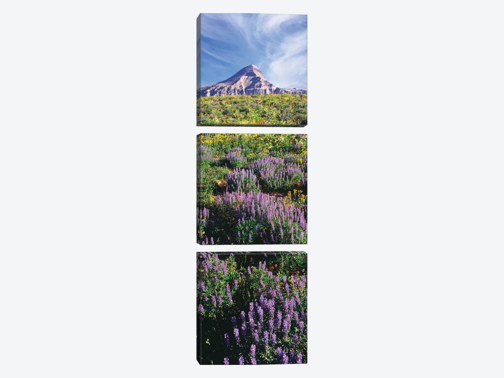 Lupine Flowers Along The Teton Crest Trail Near Fossil Mountain, Jedediah Smith Wilderness, Caribou-Targhee National Forest by Panoramic Images 3-piece Canvas Art