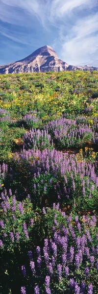 Lupines: Lupine Flowers Along The Teton Crest Trail Near Fossil Mountain, Jedediah Smith Wilderness, Caribou-Targhee National Forest by Panoramic Images