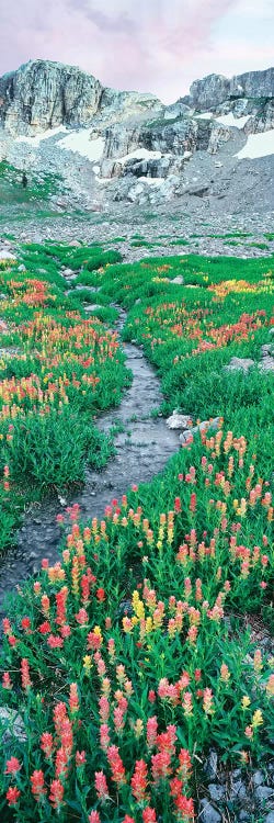 A Meadow Of Indian Paintbrush Flowers, South Fork Cascade Canyon Trail, Grand Teton National Park, Wyoming, USA