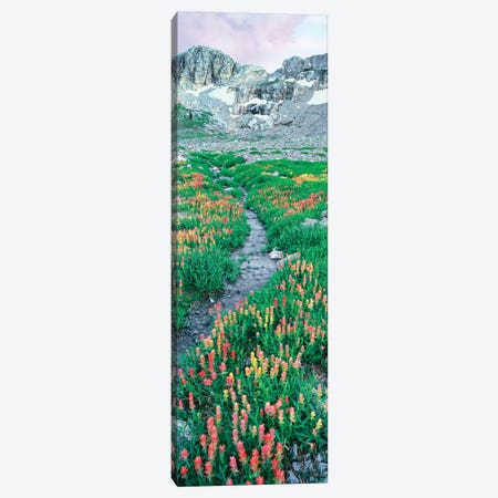 A Meadow Of Indian Paintbrush Flowers, South Fork Cascade Canyon Trail, Grand Teton National Park, Wyoming, USA Canvas Print #PIM15839} by Panoramic Images Canvas Art Print