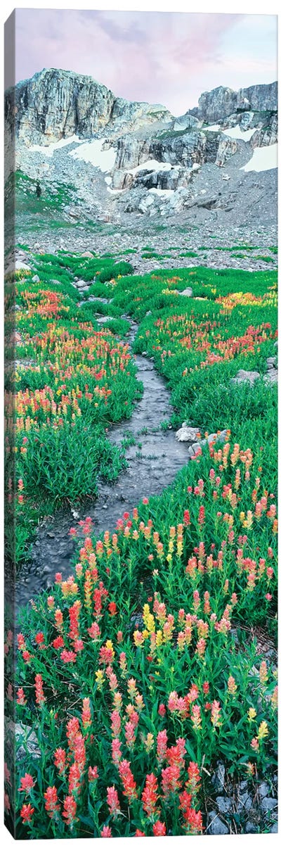 A Meadow Of Indian Paintbrush Flowers, South Fork Cascade Canyon Trail, Grand Teton National Park, Wyoming, USA Canvas Art Print - Wyoming Art