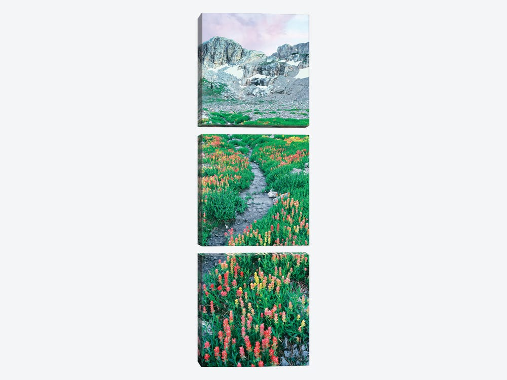 A Meadow Of Indian Paintbrush Flowers, South Fork Cascade Canyon Trail, Grand Teton National Park, Wyoming, USA by Panoramic Images 3-piece Canvas Print