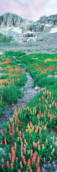 Wyoming: A Meadow Of Indian Paintbrush Flowers, South Fork Cascade Canyon Trail, Grand Teton National Park, Wyoming, USA by Panoramic Images