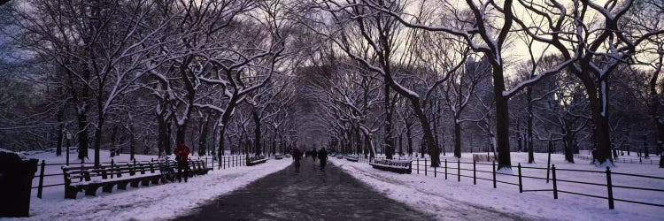 Bare trees in a parkCentral Park, New York City, New York State, USA