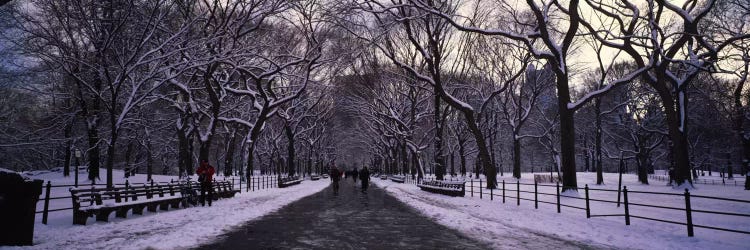 Bare trees in a parkCentral Park, New York City, New York State, USA by Panoramic Images wall art
