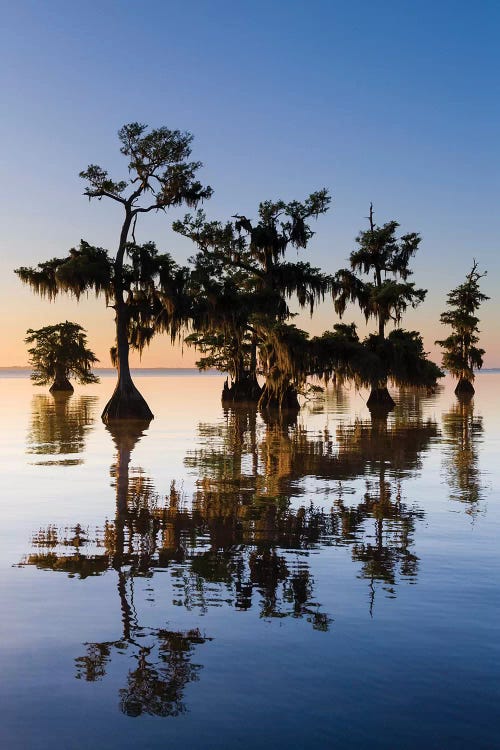 View of Pond Cypress  Blue Lake, Florida, USA