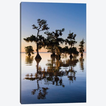 View of Pond Cypress  Blue Lake, Florida, USA Canvas Print #PIM15841} by Panoramic Images Canvas Artwork