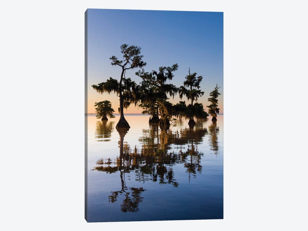 View of Pond Cypress  Blue Lake, Florida, USA by Panoramic Images 1-piece Canvas Art