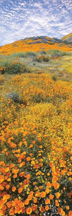 View of poppies on hilly terrain, Temescal Mountains, Riverside County, California, USA