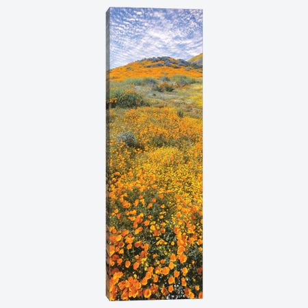 View of poppies on hilly terrain, Temescal Mountains, Riverside County, California, USA Canvas Print #PIM15842} by Panoramic Images Canvas Artwork