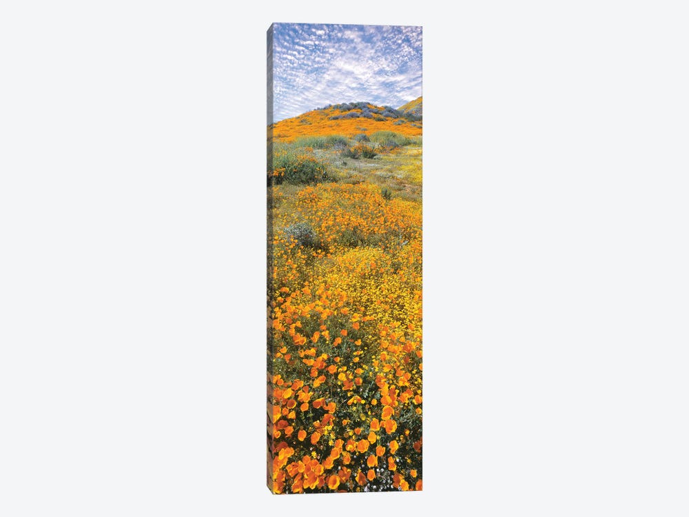 View of poppies on hilly terrain, Temescal Mountains, Riverside County, California, USA by Panoramic Images 1-piece Canvas Print