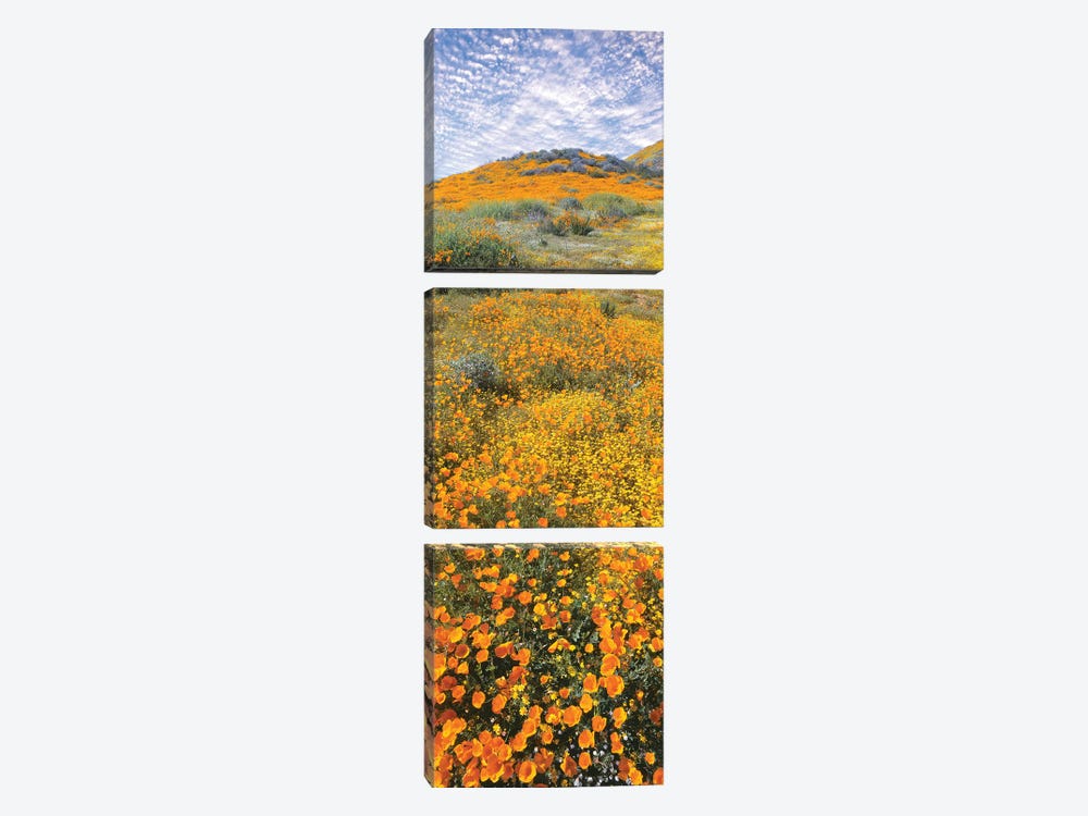 View of poppies on hilly terrain, Temescal Mountains, Riverside County, California, USA by Panoramic Images 3-piece Canvas Art Print