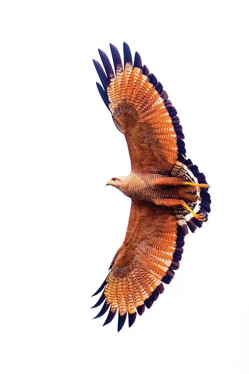 A Flying Savannah Hawk, Porto Jofre, Mato Grosso, Pantanal, Brazil