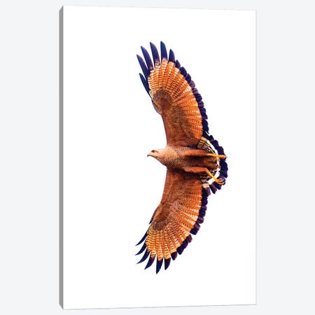 A Flying Savannah Hawk, Porto Jofre, Mato Grosso, Pantanal, Brazil Canvas Print #PIM15844} by Panoramic Images Art Print