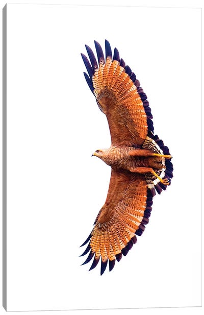 A Flying Savannah Hawk, Porto Jofre, Mato Grosso, Pantanal, Brazil Canvas Art Print - Buzzard & Hawk Art
