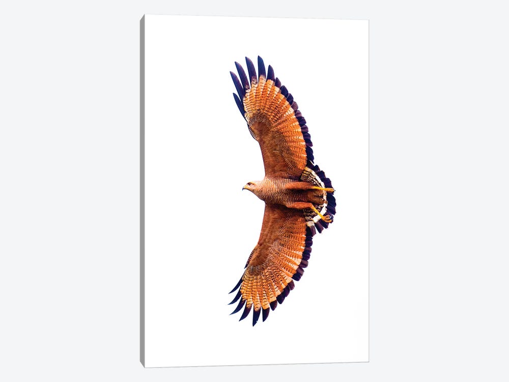 A Flying Savannah Hawk, Porto Jofre, Mato Grosso, Pantanal, Brazil by Panoramic Images 1-piece Canvas Print