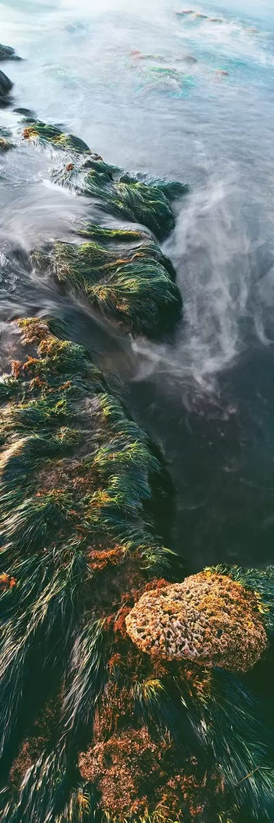 View of seaweed on rock, Bird Rock coastline, La Jolla, California, USA by Panoramic Images acrylic art print