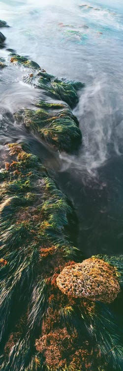 View of seaweed on rock, Bird Rock coastline, La Jolla, California, USA