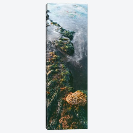 View of seaweed on rock, Bird Rock coastline, La Jolla, California, USA Canvas Print #PIM15845} by Panoramic Images Canvas Art Print