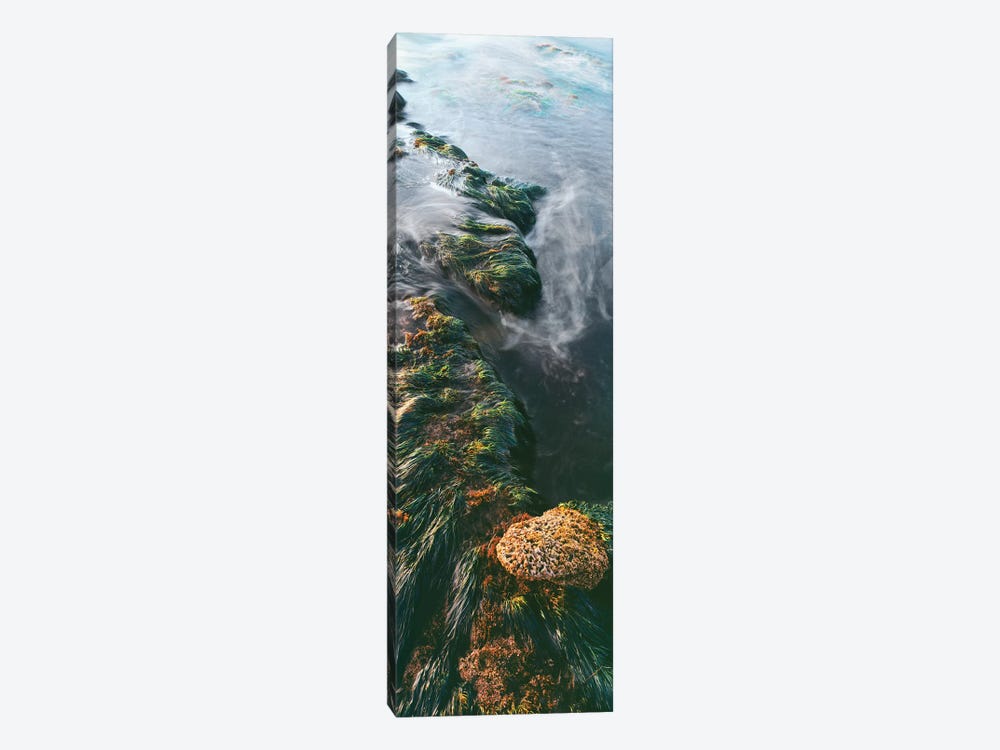 View of seaweed on rock, Bird Rock coastline, La Jolla, California, USA by Panoramic Images 1-piece Canvas Artwork