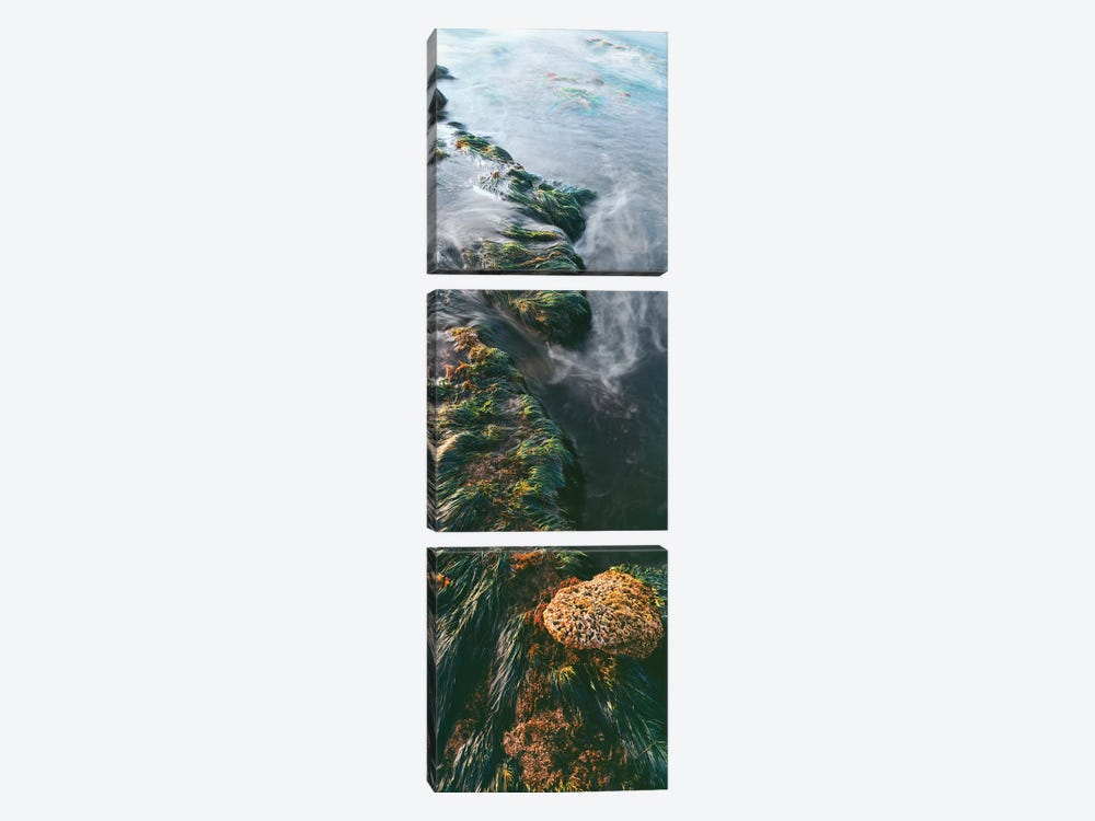 View of seaweed on rock, Bird Rock coastline, La Jolla, California, USA by Panoramic Images 3-piece Canvas Art