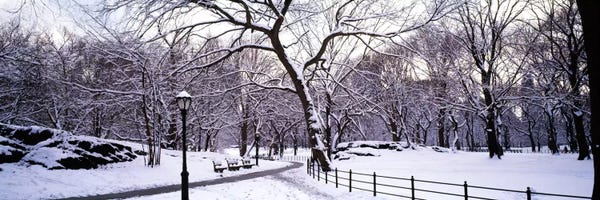 Black & White Florals: Bare trees during winter in a parkCentral Park, Manhattan, New York City, New York State, USA by Panoramic Images