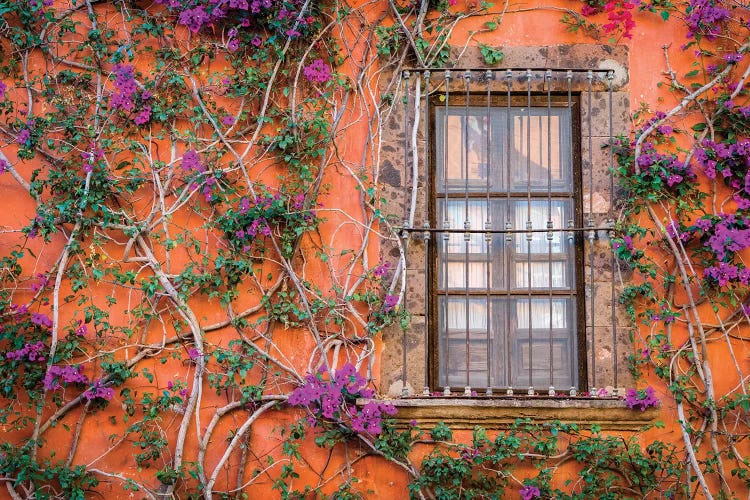 View of wall and window covered by Bougainvillea, San Miguel de Allende, Mexico