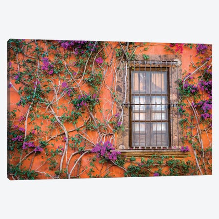 View of wall and window covered by Bougainvillea, San Miguel de Allende, Mexico Canvas Print #PIM15853} by Panoramic Images Canvas Art Print