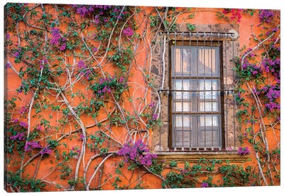 View of wall and window covered by Bougainvillea, San Miguel de Allende, Mexico Canvas Art Print