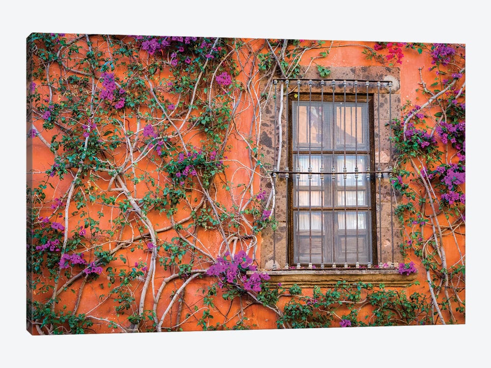View of wall and window covered by Bougainvillea, San Miguel de Allende, Mexico by Panoramic Images 1-piece Art Print