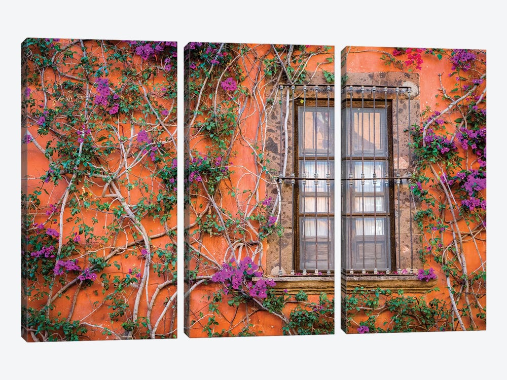 View of wall and window covered by Bougainvillea, San Miguel de Allende, Mexico by Panoramic Images 3-piece Canvas Art Print