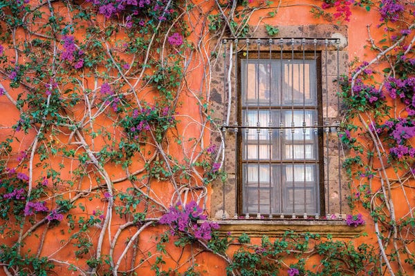 Doors: View of wall and window covered by Bougainvillea, San Miguel de Allende, Mexico by Panoramic Images