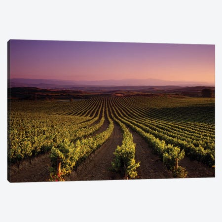 Vineyard on a landscape at dusk, St. Tropez, Provence, Provence-Alpes-Cote D'azur, France Canvas Print #PIM15856} by Panoramic Images Canvas Art