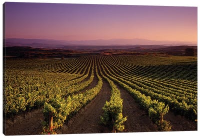Vineyard on a landscape at dusk, St. Tropez, Provence, Provence-Alpes-Cote D'azur, France Canvas Art Print - Provence