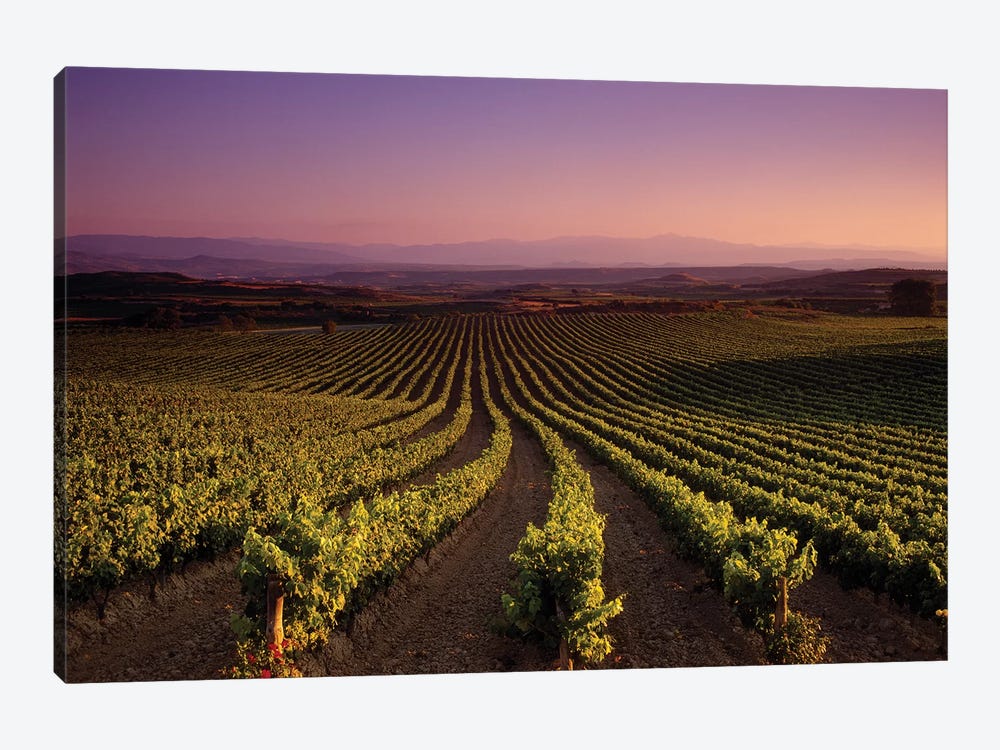 Vineyard on a landscape at dusk, St. Tropez, Provence, Provence-Alpes-Cote D'azur, France by Panoramic Images 1-piece Canvas Wall Art