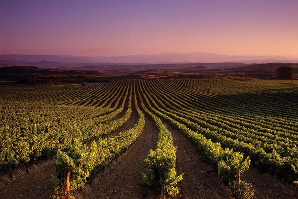 Provence-Alpes-Côte d'Azur: Vineyard on a landscape at dusk, St. Tropez, Provence, Provence-Alpes-Cote D'azur, France by Panoramic Images