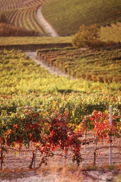 Vineyards, Barbaresco DOCG, Piedmont, Italy by Panoramic Images canvas print
