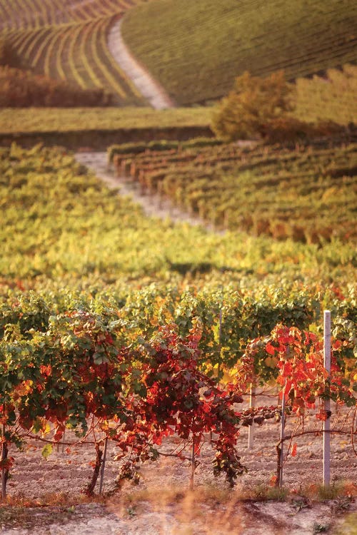 Vineyards, Barbaresco DOCG, Piedmont, Italy