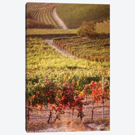 Vineyards, Barbaresco DOCG, Piedmont, Italy Canvas Print #PIM15857} by Panoramic Images Canvas Art