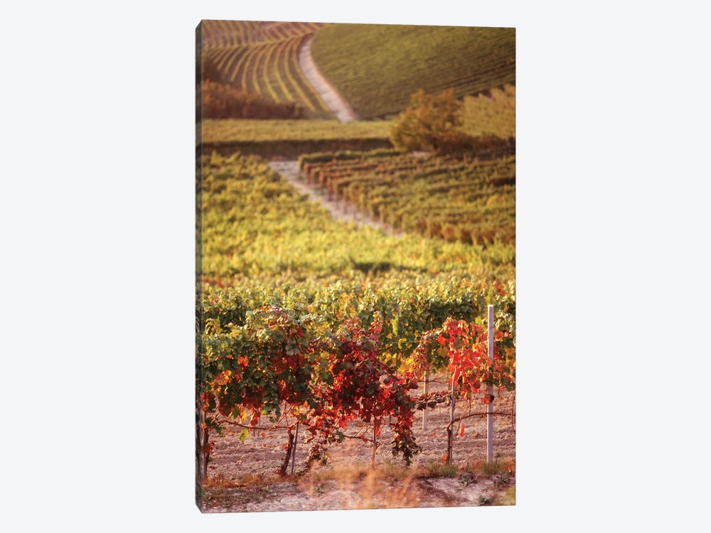 Vineyards, Barbaresco DOCG, Piedmont, Italy by Panoramic Images 1-piece Canvas Art Print