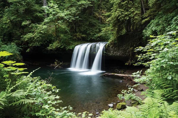 Waterfall in a forest I, Samuel H. Boardman State Scenic Corridor, Pacific Northwest, Oregon, USA