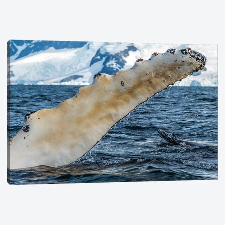Whale in the ocean, Southern Ocean, Antarctic Peninsula, Antarctica Canvas Print #PIM15872} by Panoramic Images Art Print