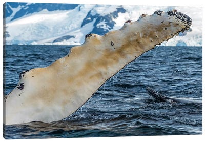 Whale in the ocean, Southern Ocean, Antarctic Peninsula, Antarctica Canvas Art Print - Antarctica Art
